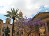 Tree in Valletta in front of a church by Tim Hgele